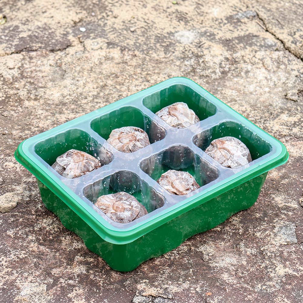 Wadah Penyemaian dengan Tutup  - Dome Propagation Kit ulasan dan harga